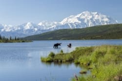 Denali Moose