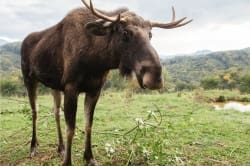 Sideeye Moose