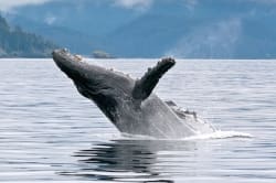 Humpback Whale