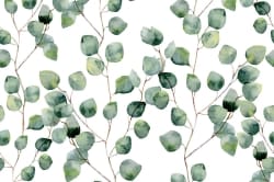 Eucalyptus