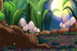 Enchanted Mushrooms